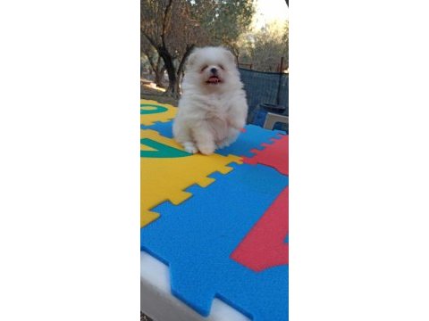 Kar beyaz pomeranian