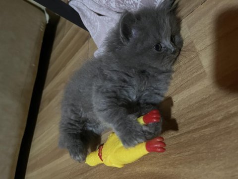 British longhair kedimiz