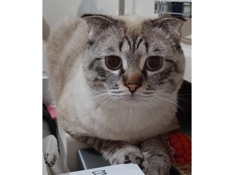 Scottish fold dumanımıza aile arıyoruz