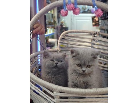 British shorthair ve scottish fold yavrular teslime hazır