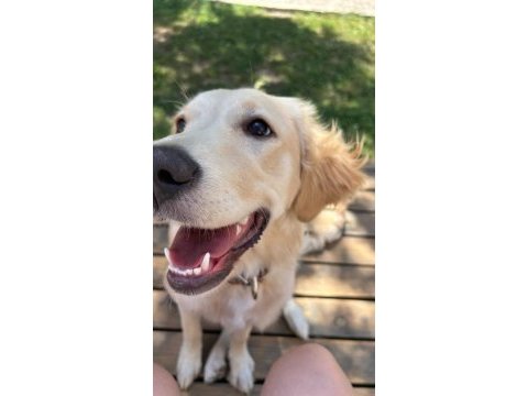 8 aylık dişi baby face golden retriever
