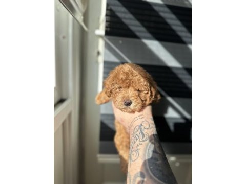 Toy poodle kore ayarında maltipoo