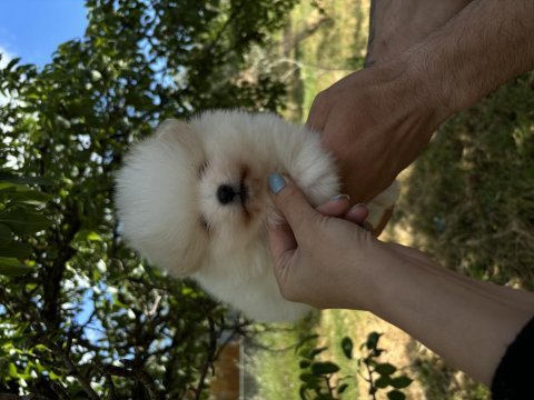 Pomeranian boo orjinal ayı surat bebeğim