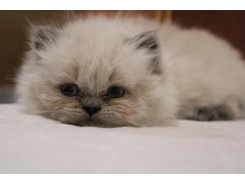 Safkan mavi göz british longhair