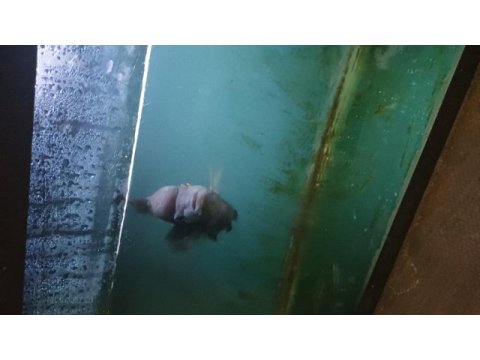 Ele alışık vahşi flowerhorn