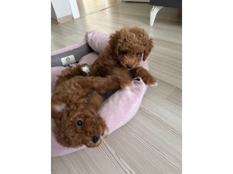 2 aylık 2 adet poodle erkek bebekler