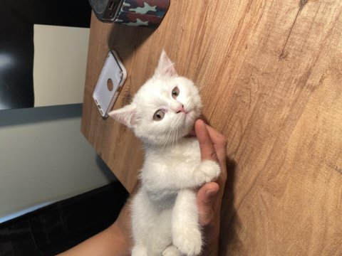 3 aylık dişi beyaz yavru kedim