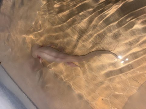 Axolotl her şeyi ile