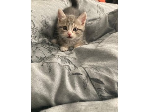 1 aylık scottish fold dişi