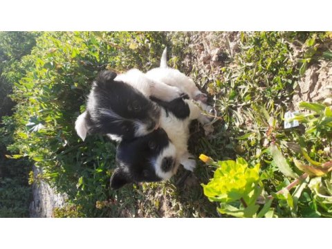 40 günlük maltese terrier yavrular