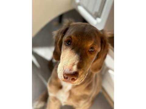 Acil yuva aranıyor golden retriever
