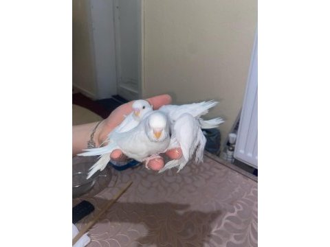Albino ds yavru muhabbet kuşu yeni fırından çıktı