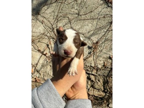 Renk renk border collie yavrular