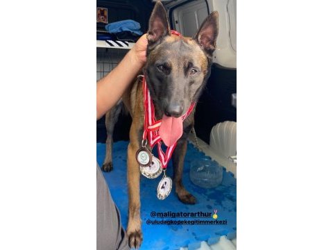 Safkan ırk garantili malinois yavrular