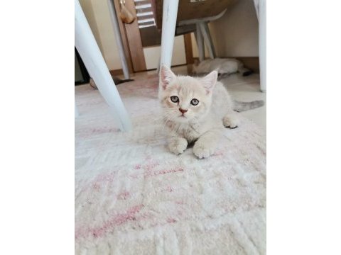 Çok insancıl yavrularımız british shorthair