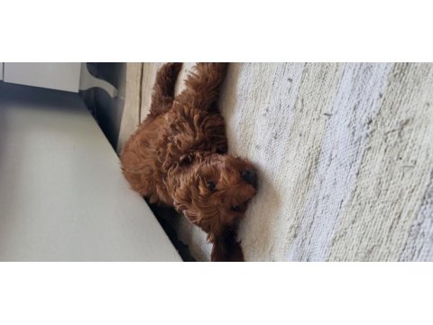 2 aylık dişi maltipoo