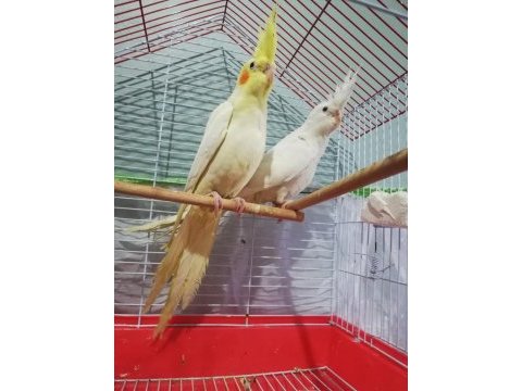 Albino ve lutino sultan papağanı