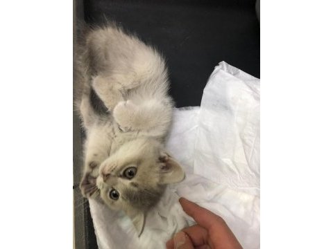 Acil british shorthair yavrumuza yuva aranıyor