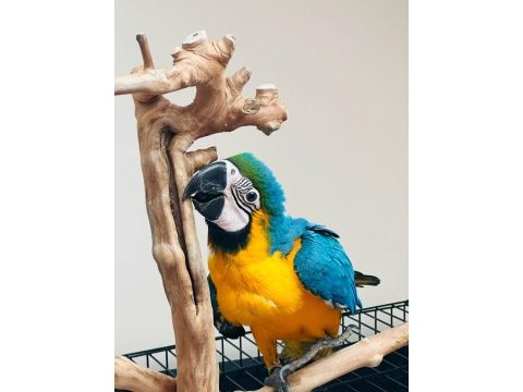 10 aylık macaw papağanımız