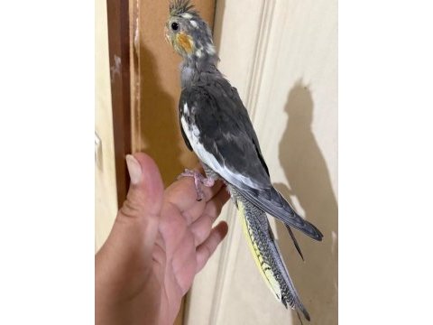 44 günlük konuşturmalık sultan papağanı bebek