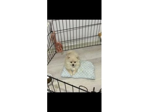 Pomeranian spitz