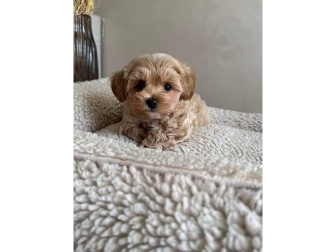 Irk ve sağlık garantili maltipoo bebeklerimiz