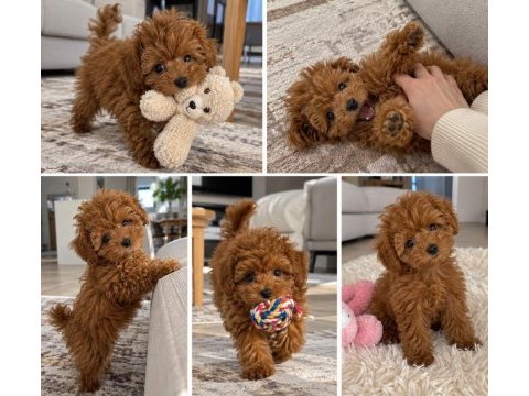Toy poodle ırkı yavrular
