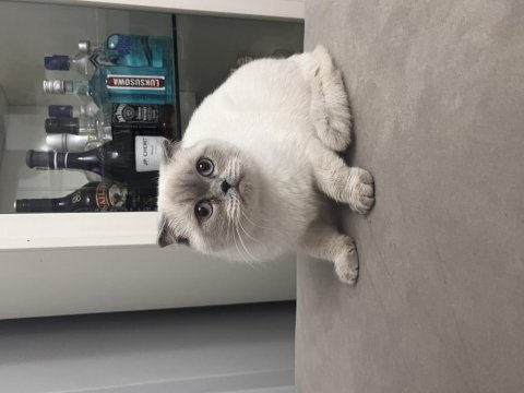 Pamuk scottish fold kızımıza yuva arıyoruz