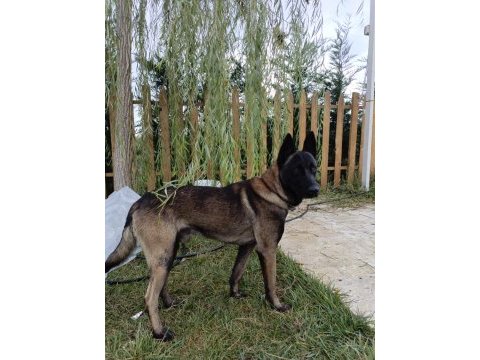 10 aylık erkek eğitimli malinois