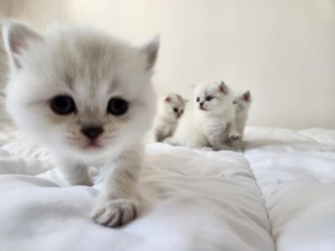 British shorthair yavrular