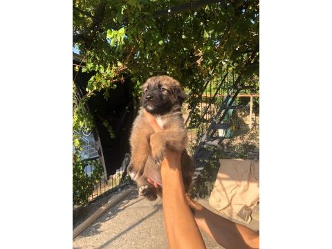 Kafkas çoban köpeği 50 günlük