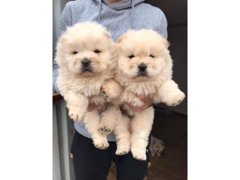 Chow chow dünyasından ırk garantili yavrular