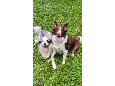 Son iki dişi şecereli border collie yavrular hızlı olana