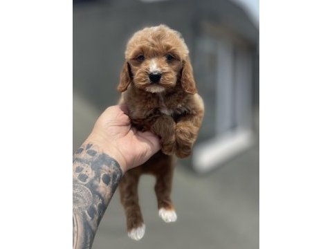 Maltipoo yavrularımız