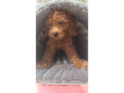 Irk ve sağlık garanti orjinal maltipoo bebeğimiz