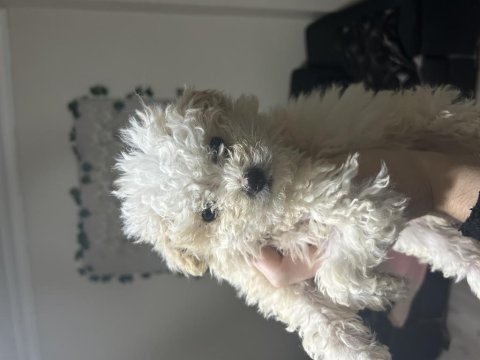 A kalite maltipoo yavrular