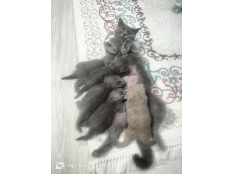 50 günlük scottish fold kediler