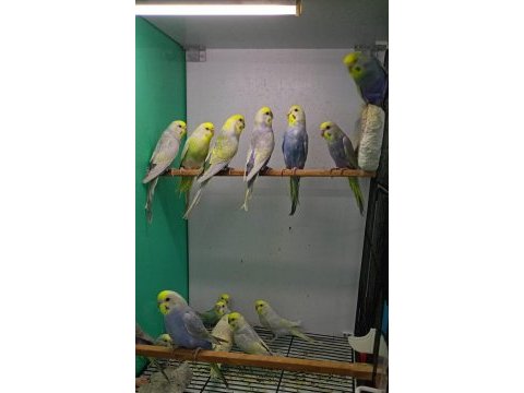 Rainbow muhabbet kuşları