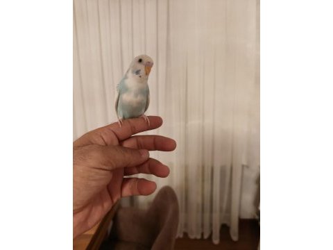 Ele alışkın bebek muhabbet kuşu evinize maskot