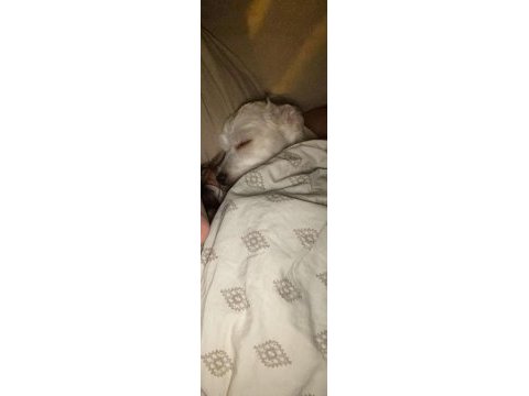Kızımıza yeni yuva arıyoruz maltese terrier