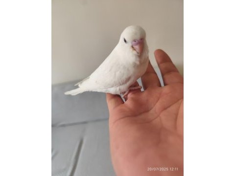 Yeni yeme düşen bebek muhabbet kuşu yavrular