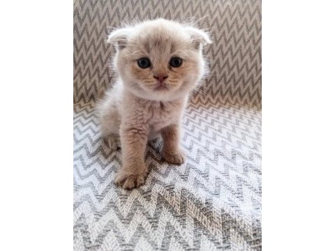 British shorthair scottish fold kedisi
