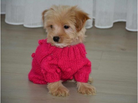 Ultra minik maltipoo yavrumuz