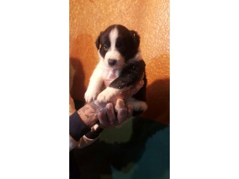 Siyah beyaz ve black and tan border collie yavrular