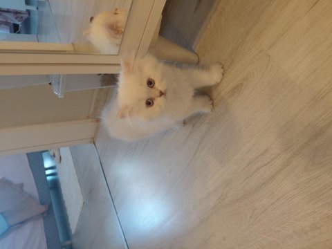 British longhair dişi kedimiz