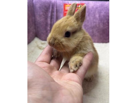 Cüce tavşan netherland dwarf yavrularımız