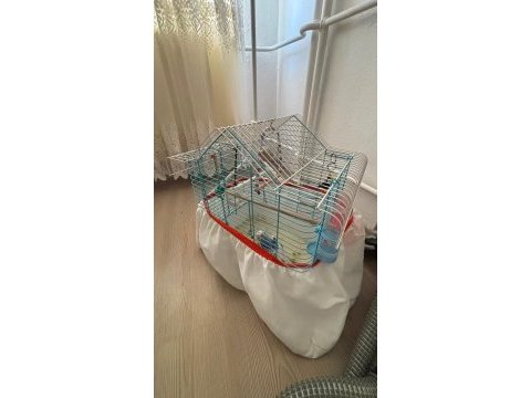 Yetişkin muhabbet kuşu dişi yavruma yeni yuva arıyoruz