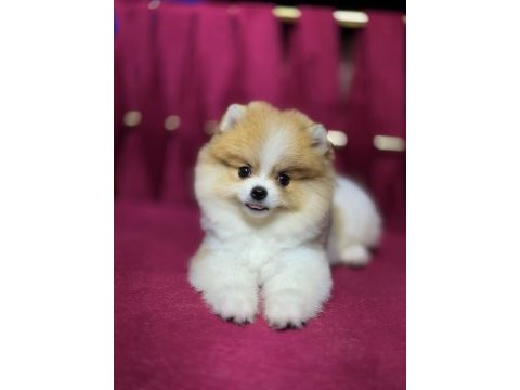 Mini boy pomeranian