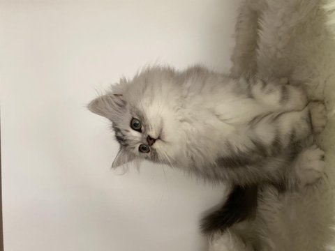 Özel ayı surat british longhair yavrularım safkan orjinal