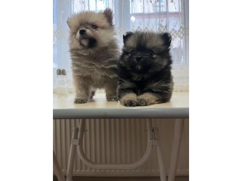 Pomeranian boo 3,5 aylık